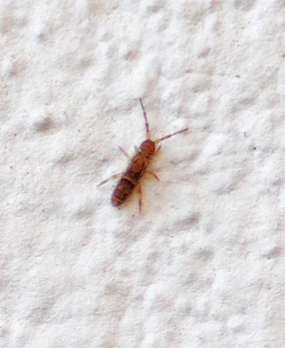Orchesella cincta